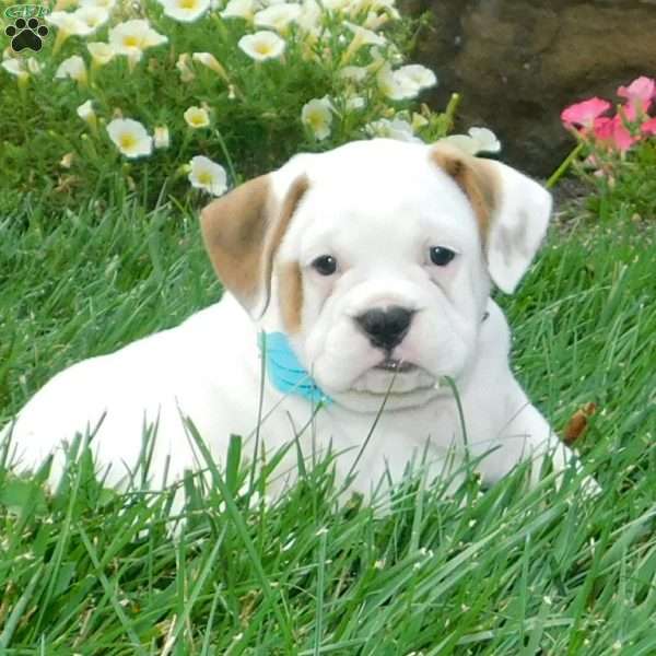 Leo, Miniature Bulldog Puppy